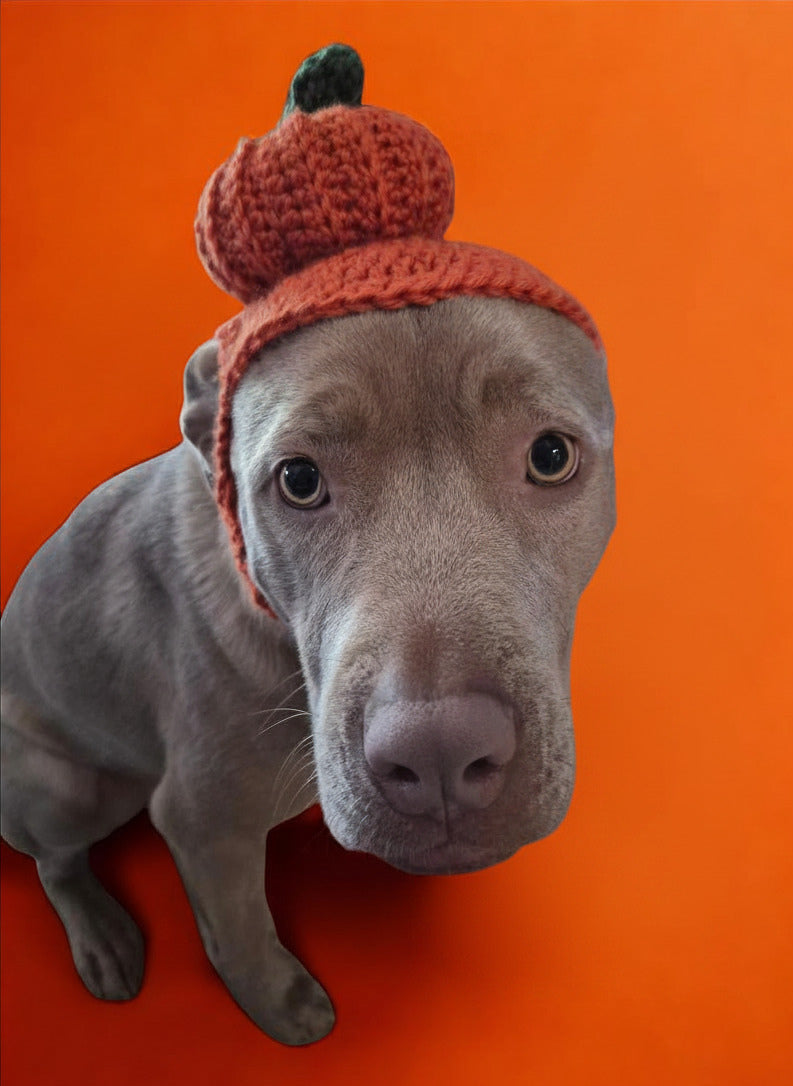 Sitting dog wearing a pumpkin-themed crochet hat on an orange background