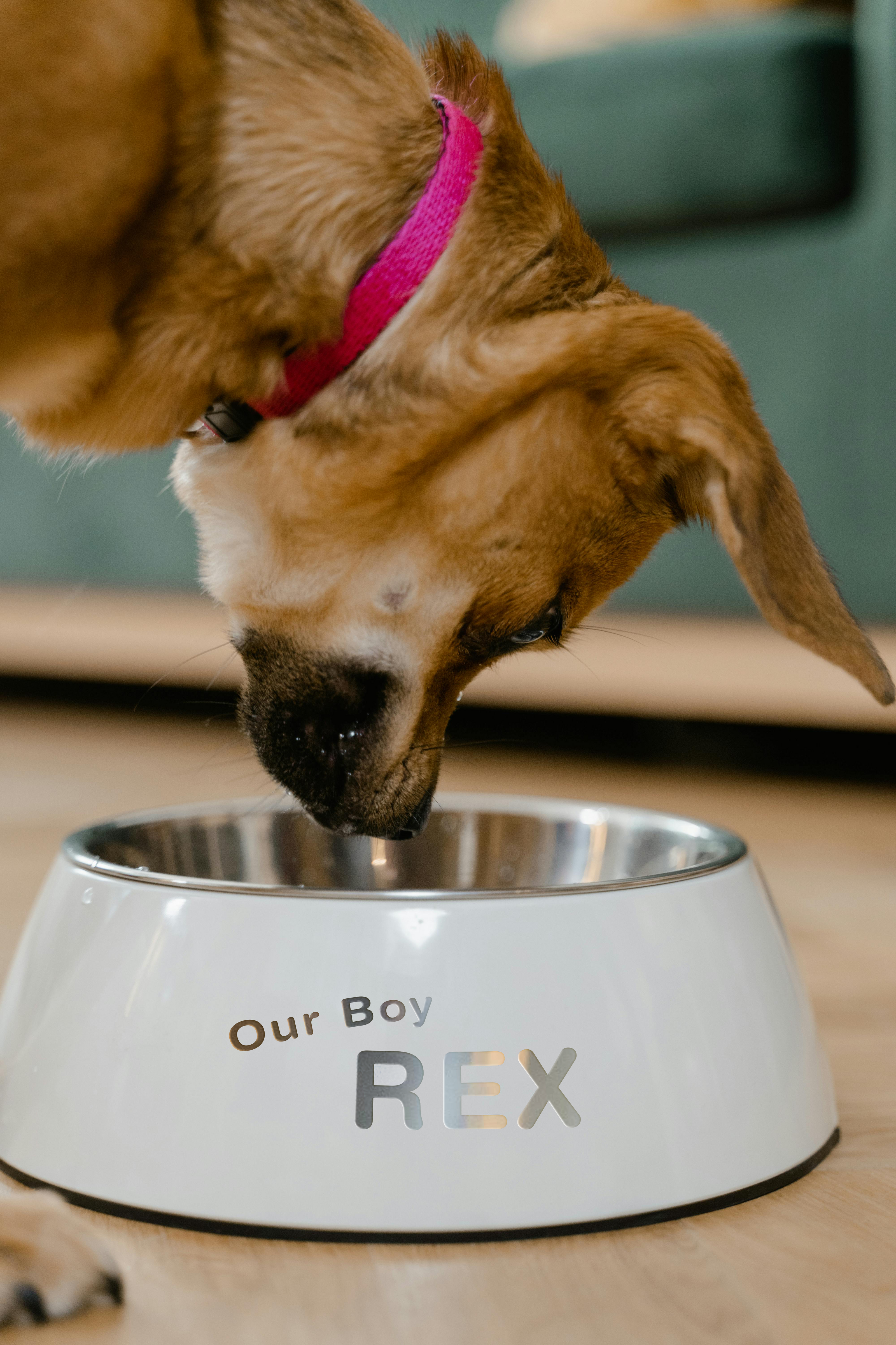 A dog looks into their metal food bowl that is painted white with "Our Boy REX" engraved on the side