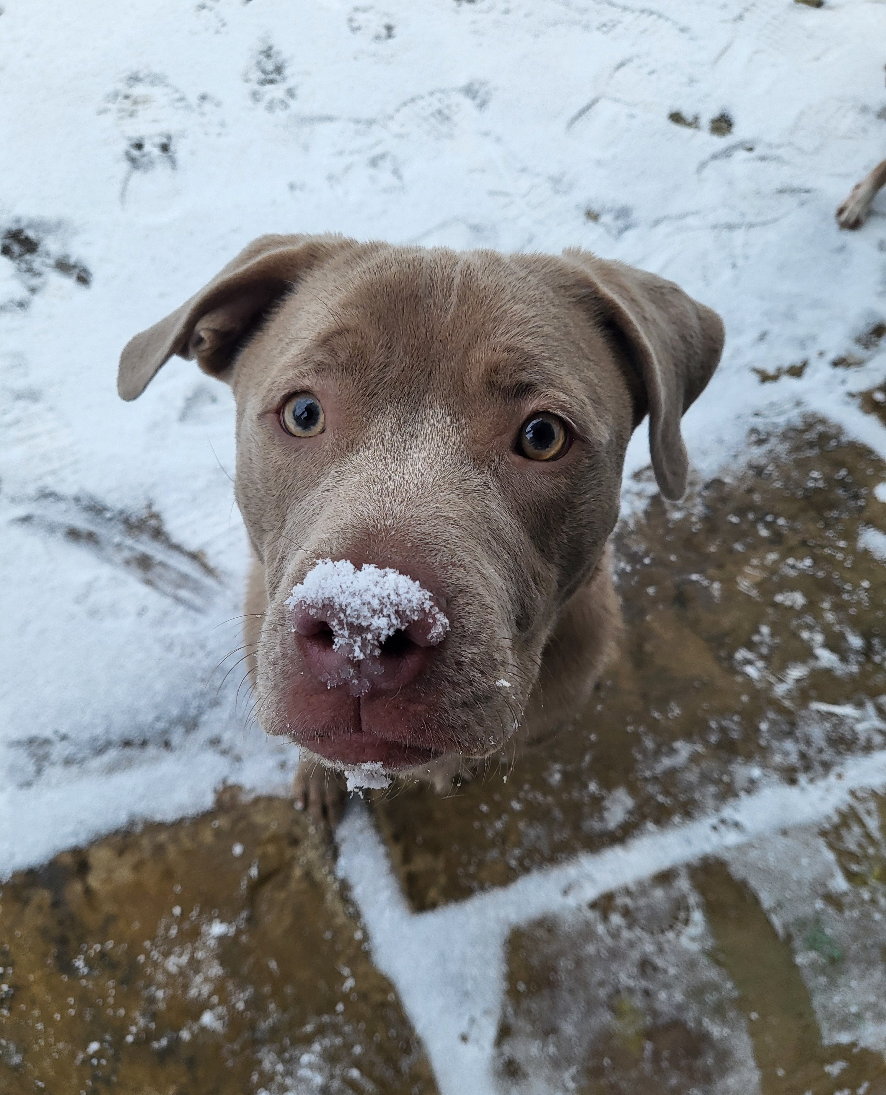 Dog with snow on its nose looking up at the camera on a snowy ground.