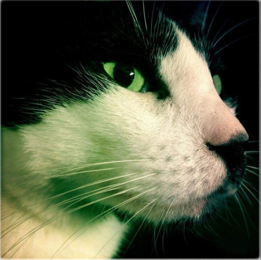 Close-up of a tuxedo cat's face with green eyes on a dark background