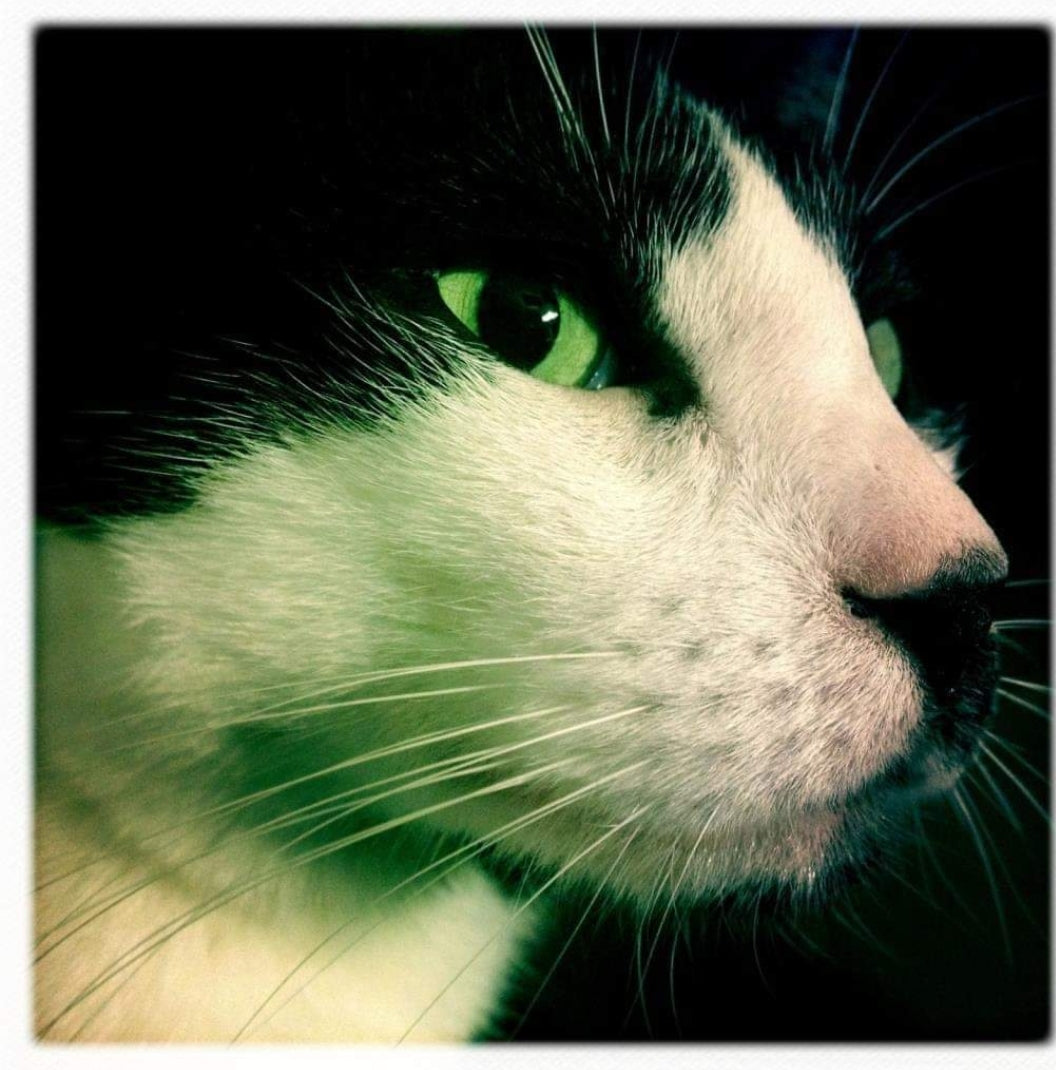 Close-up of a tuxedo cat's face with green eyes on a dark background
