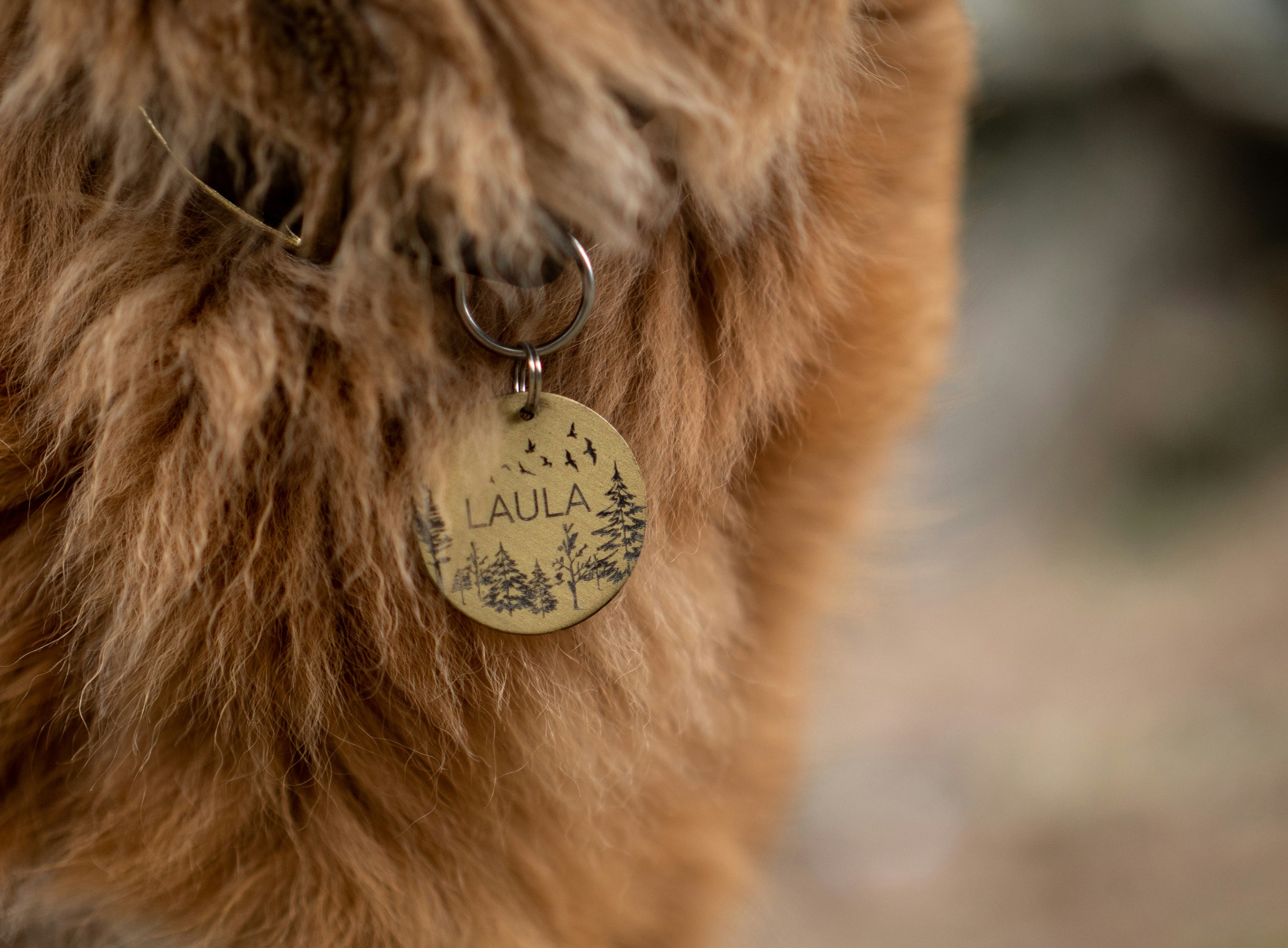 Close up of a brown-orange dog's chest where you can see her tag has the name "LAULA" with trees and birds engraved onto it