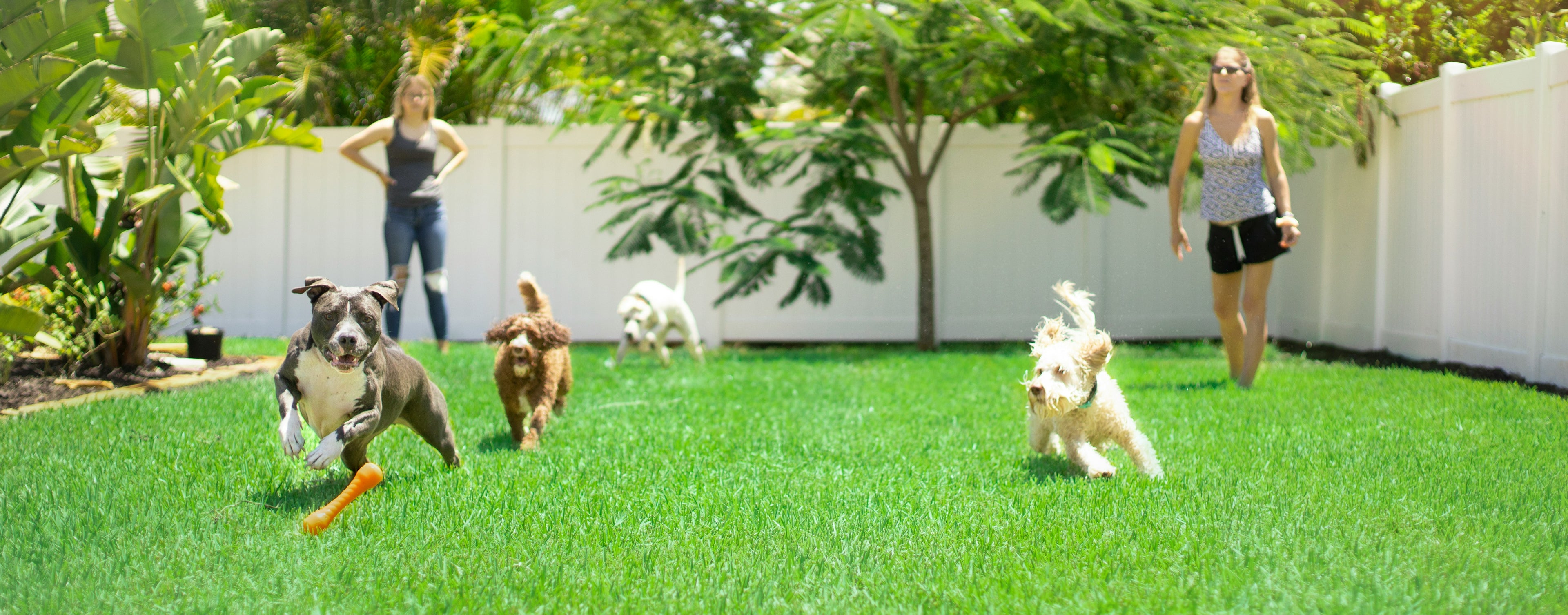 Four dogs run and play in a very green backyard with a tall white fence and two women in the background watching